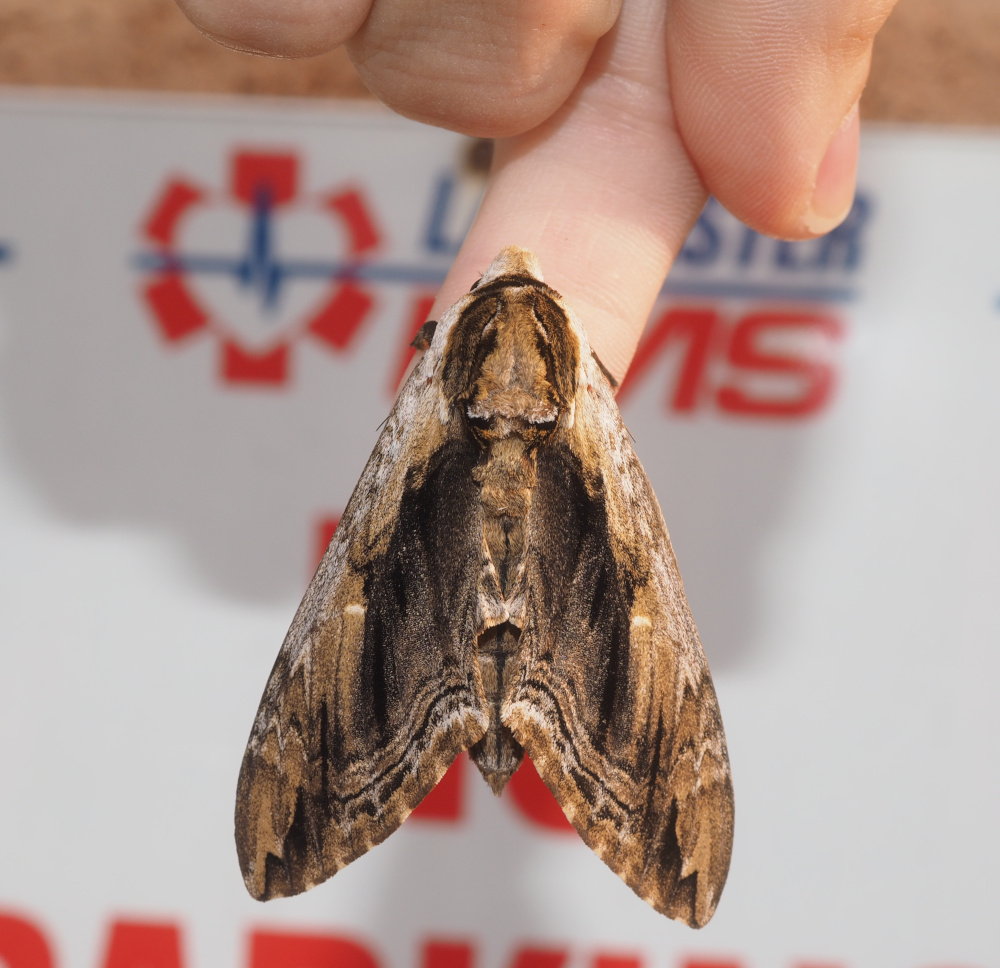What a beaut_20230615.jpg